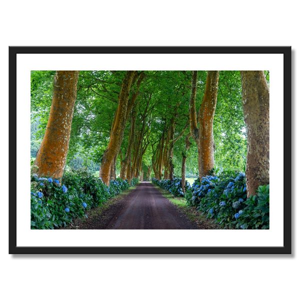 Umelecká fotografia cesty medzi hortenziami na Azorách – fine art print od Martina Machniča
